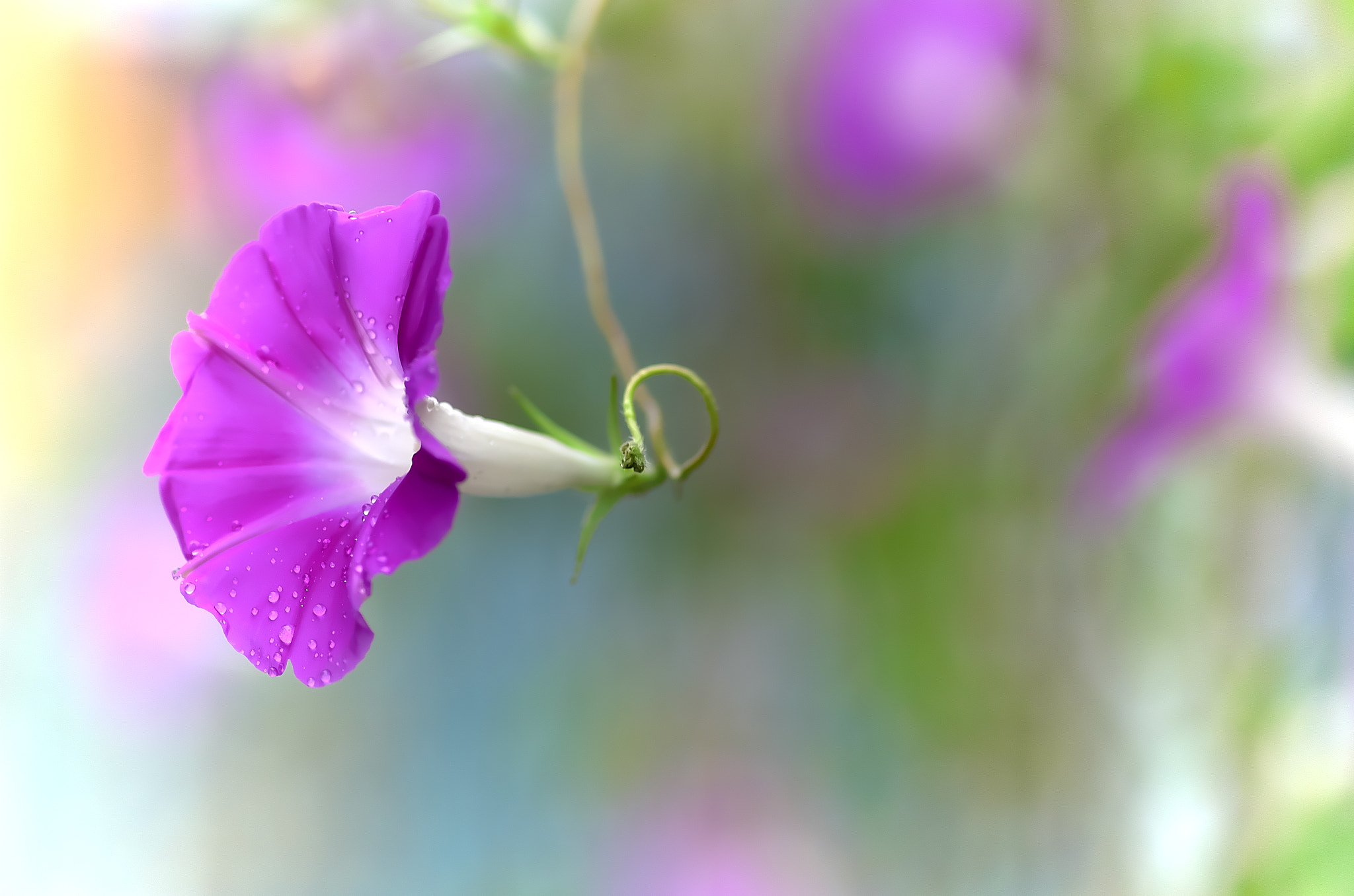 Pentax K-5 IIs sample photo. Morning glory photography