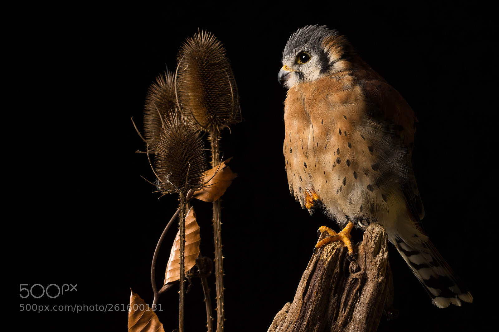 Nikon D7200 sample photo. Jedi, american kestrel photography