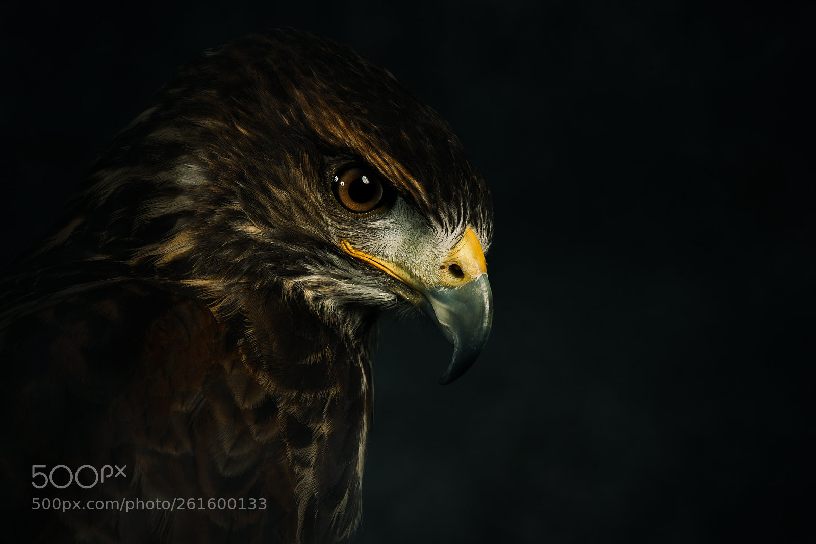 Nikon D7200 sample photo. Major, buzzard x harris photography