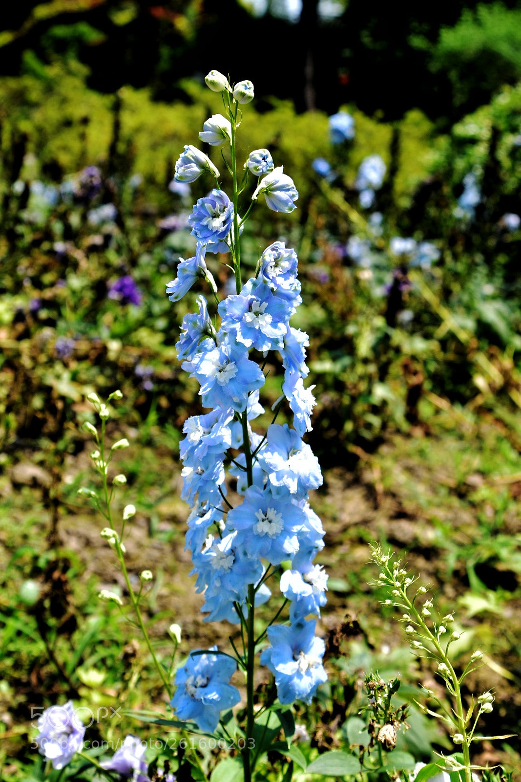 Nikon D7200 sample photo. Consolida ajacis photography
