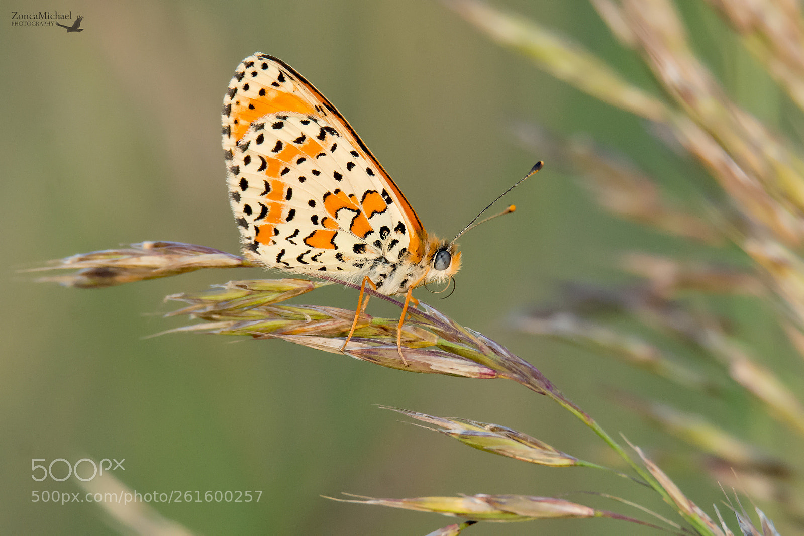 Nikon D7100 sample photo. Al calar del sole photography
