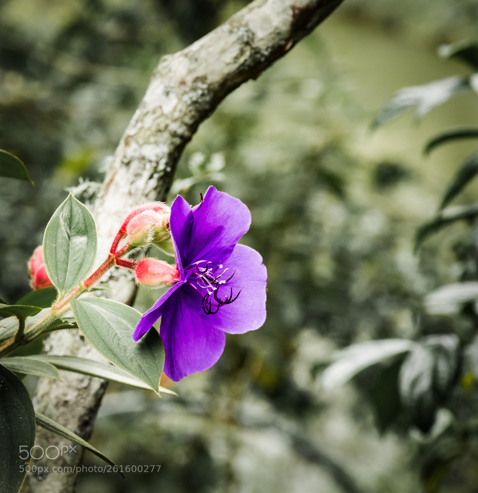 Nikon D7200 sample photo. Colour of purple photography
