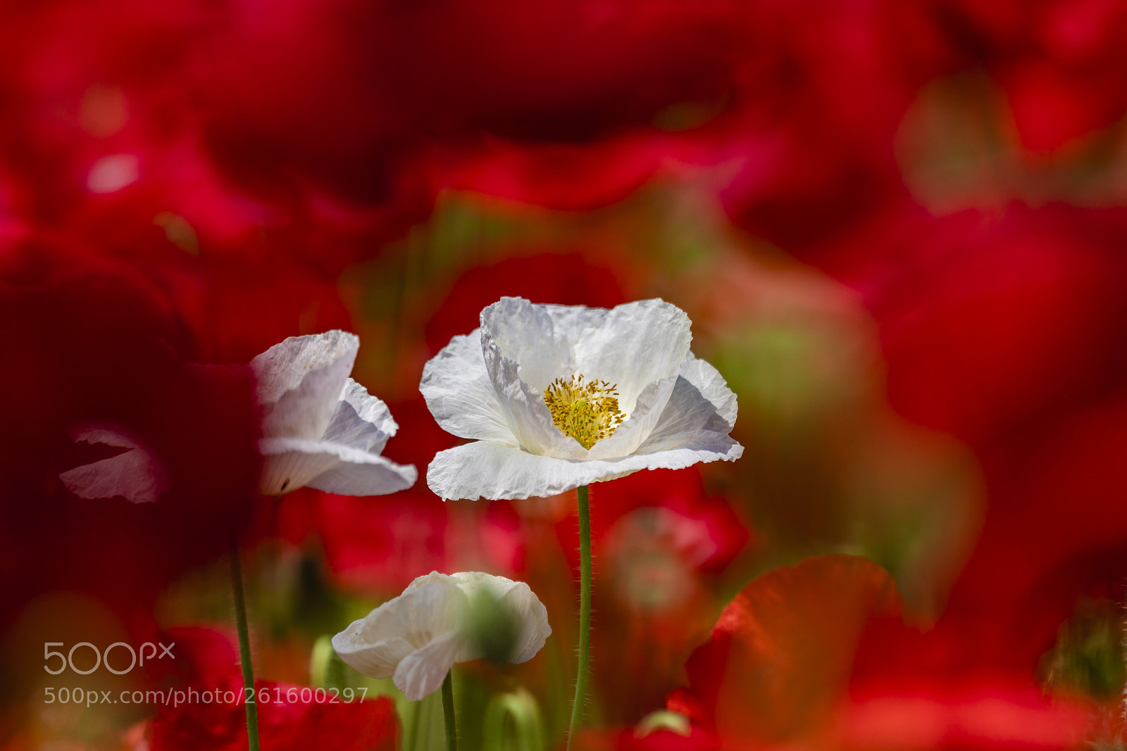 Sony a7R III sample photo. Poppy photography