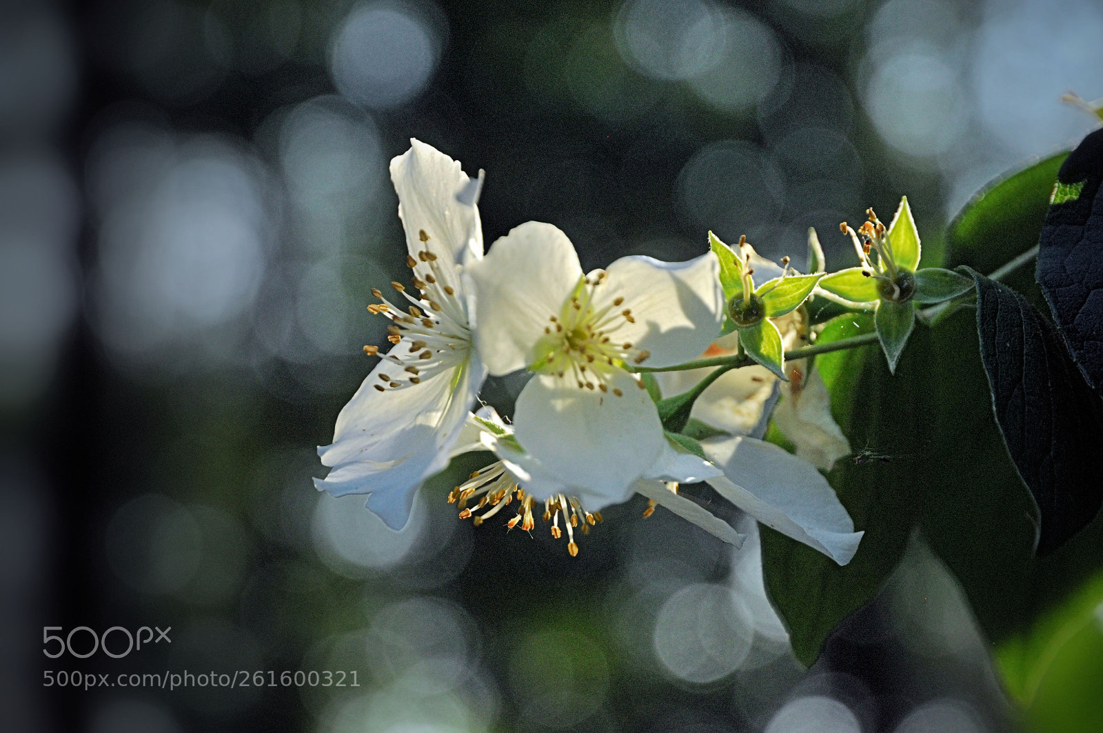 Nikon D90 sample photo. More blossom bokeh photography