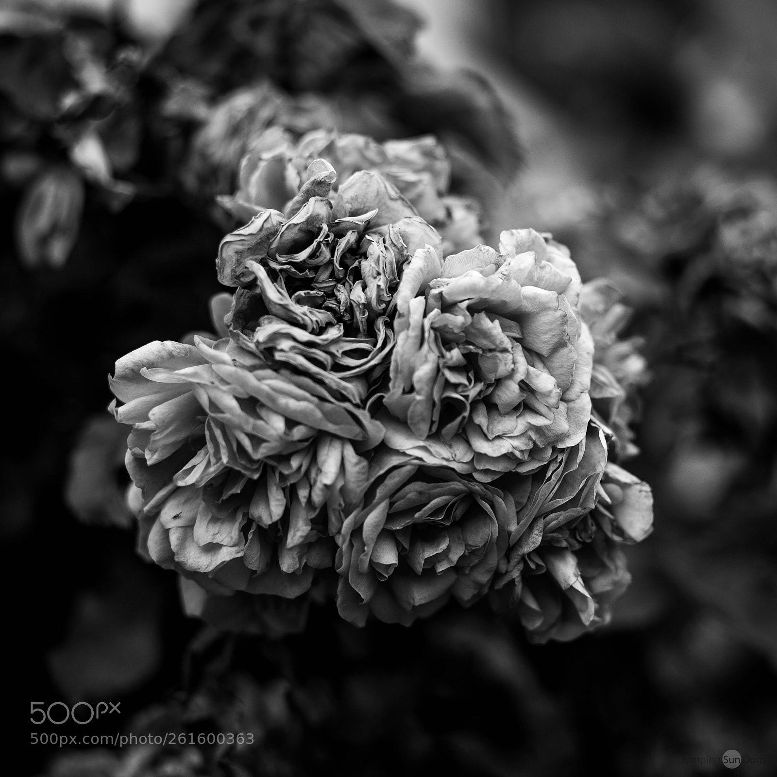 Canon EOS 6D sample photo. Flowers photography