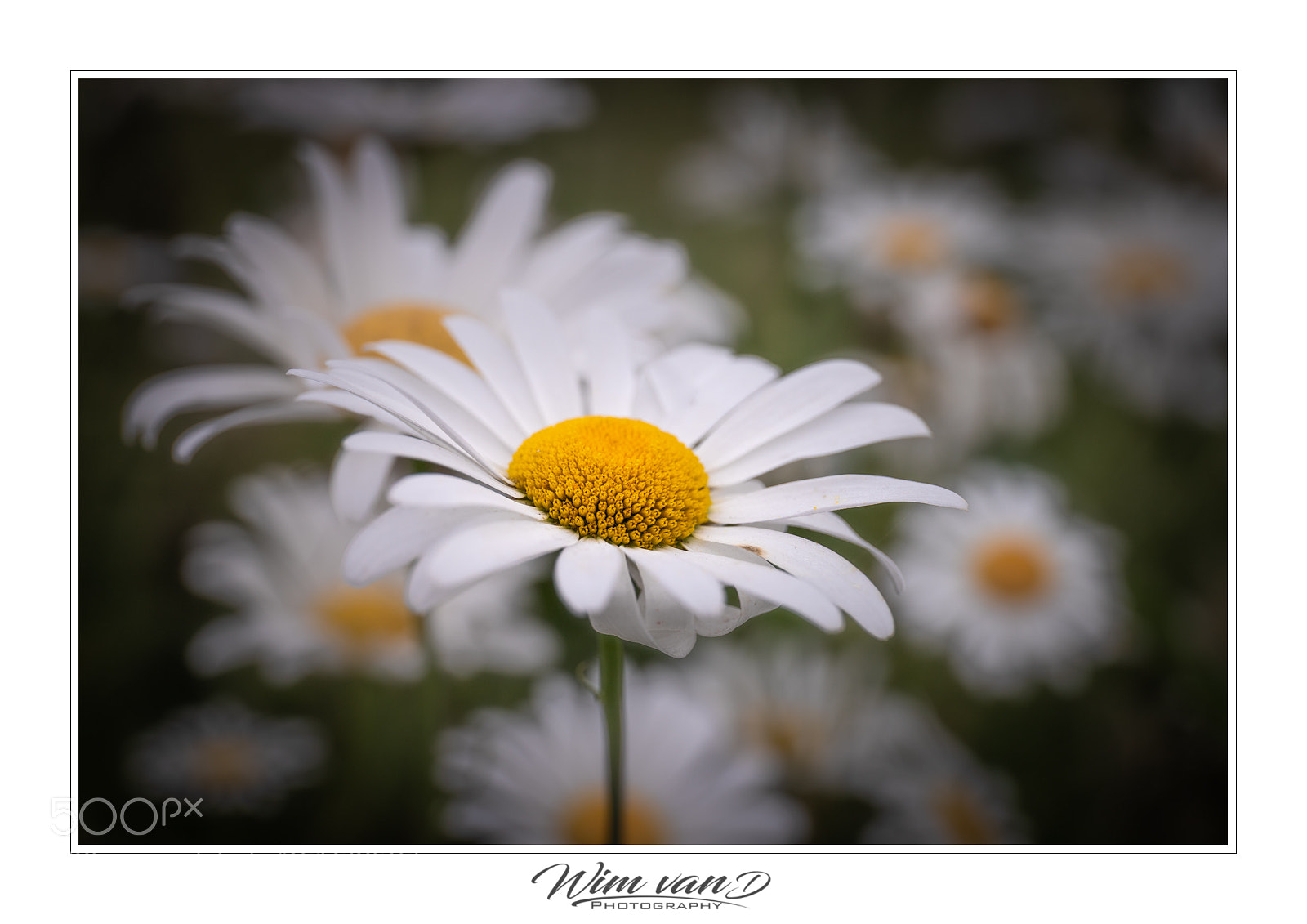 Canon EOS 6D Mark II sample photo. Margriet photography