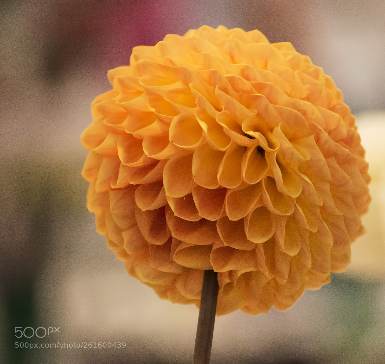 Nikon D600 sample photo. Gorgeous! (1) photography