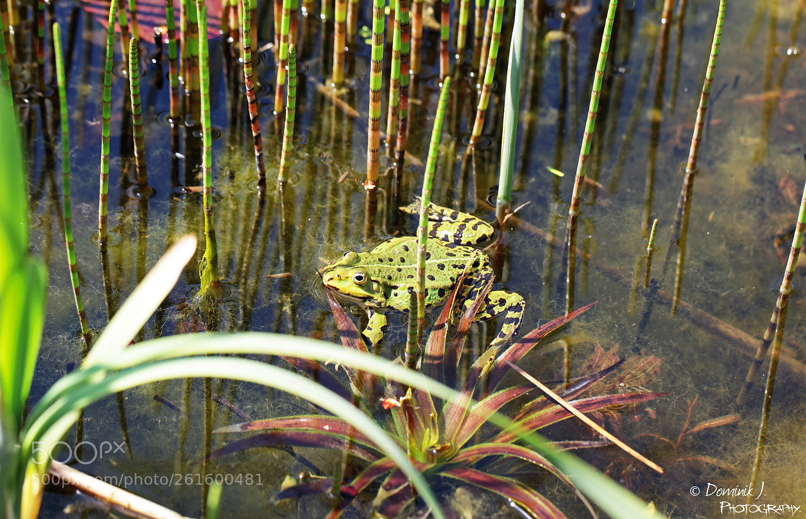 Canon EOS 5D Mark II sample photo. Swimming.frog ii photography