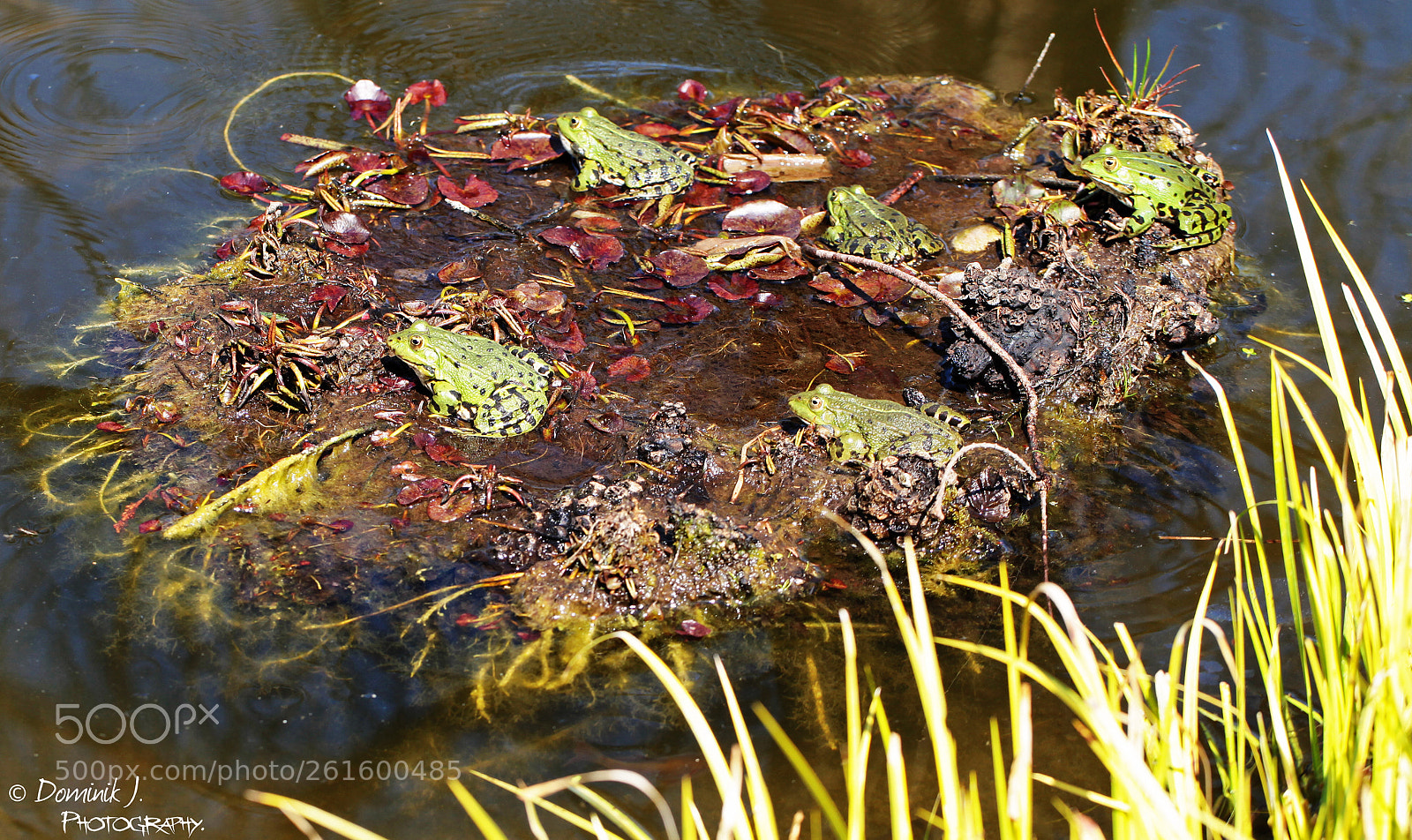 Canon EOS 5D Mark II sample photo. Relaxed.frogs photography