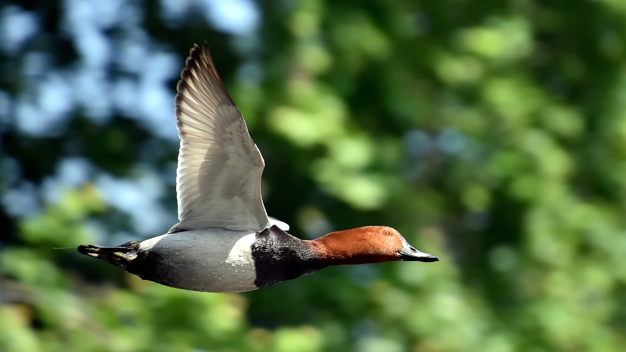 Nikon D7200 sample photo. Natures designs for flight. photography