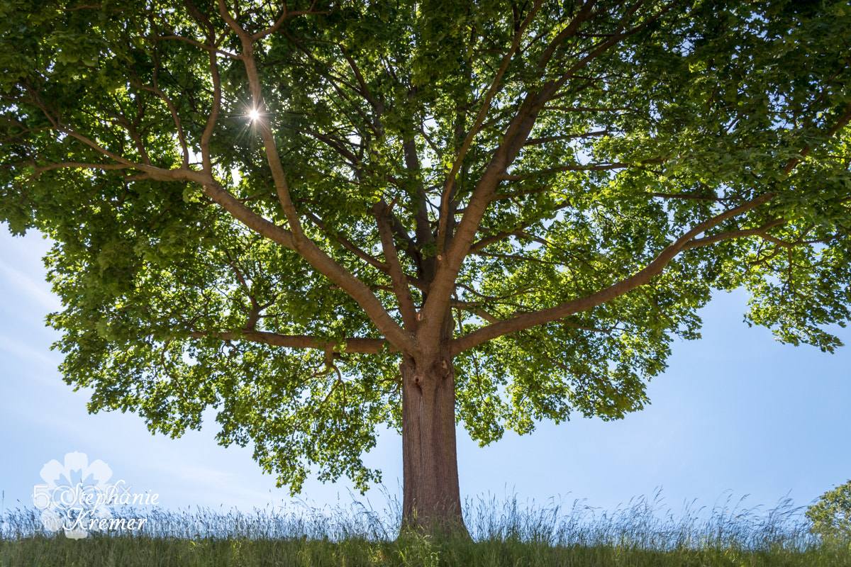Nikon D5500 sample photo. Tree of life photography