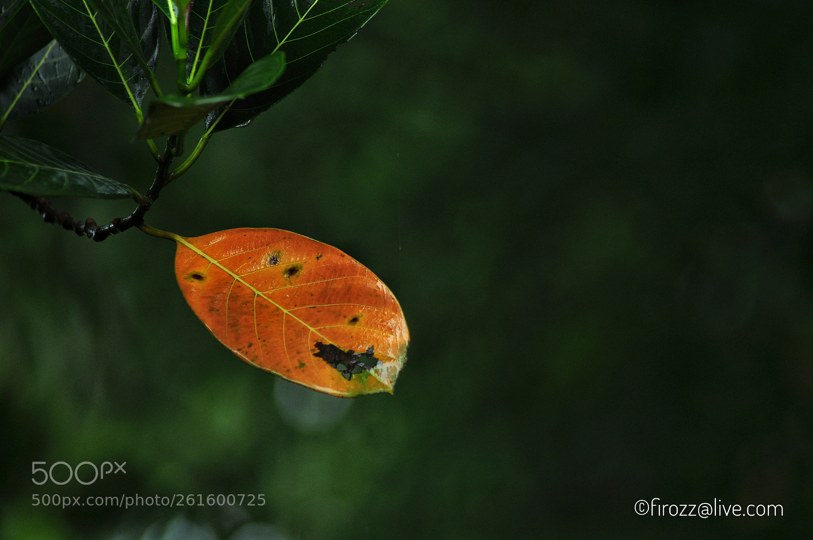 Nikon D90 sample photo. The ripen leaf photography