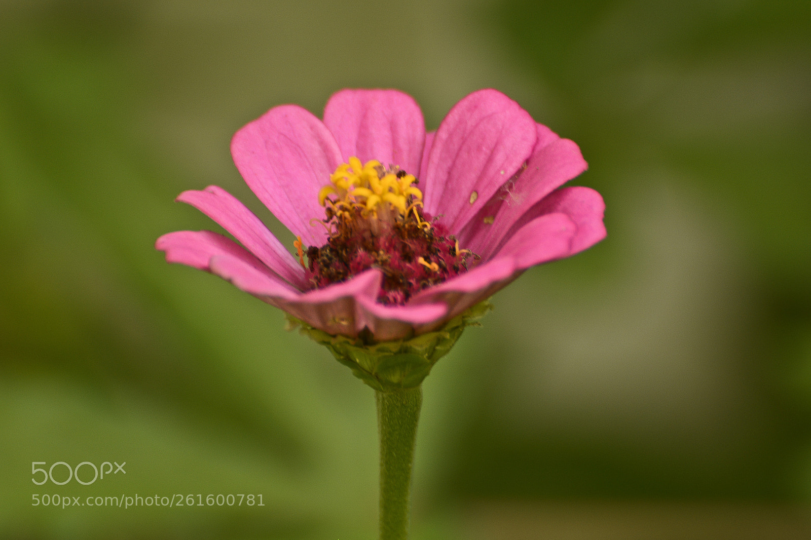 Nikon D7100 sample photo. Despontando no infinito. photography