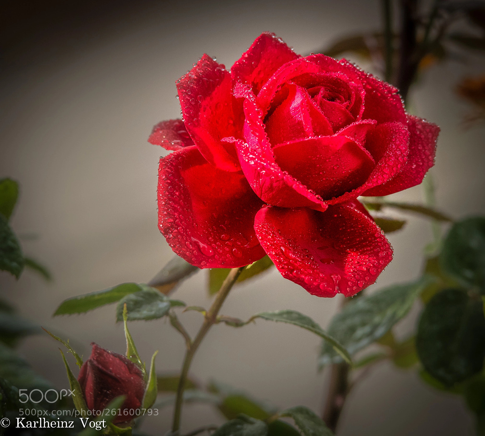 Nikon D750 sample photo. Rose im regen photography