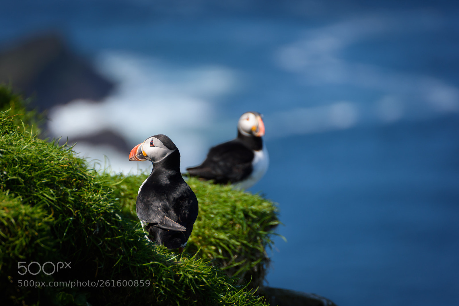 Nikon D7200 sample photo. Puffins photography