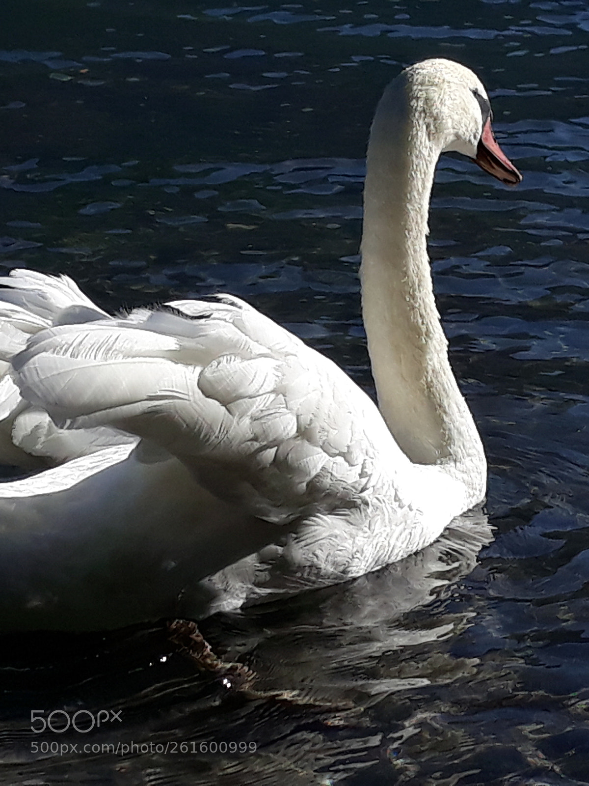 Samsung Galaxy J5 sample photo. Schwan in der sonne photography
