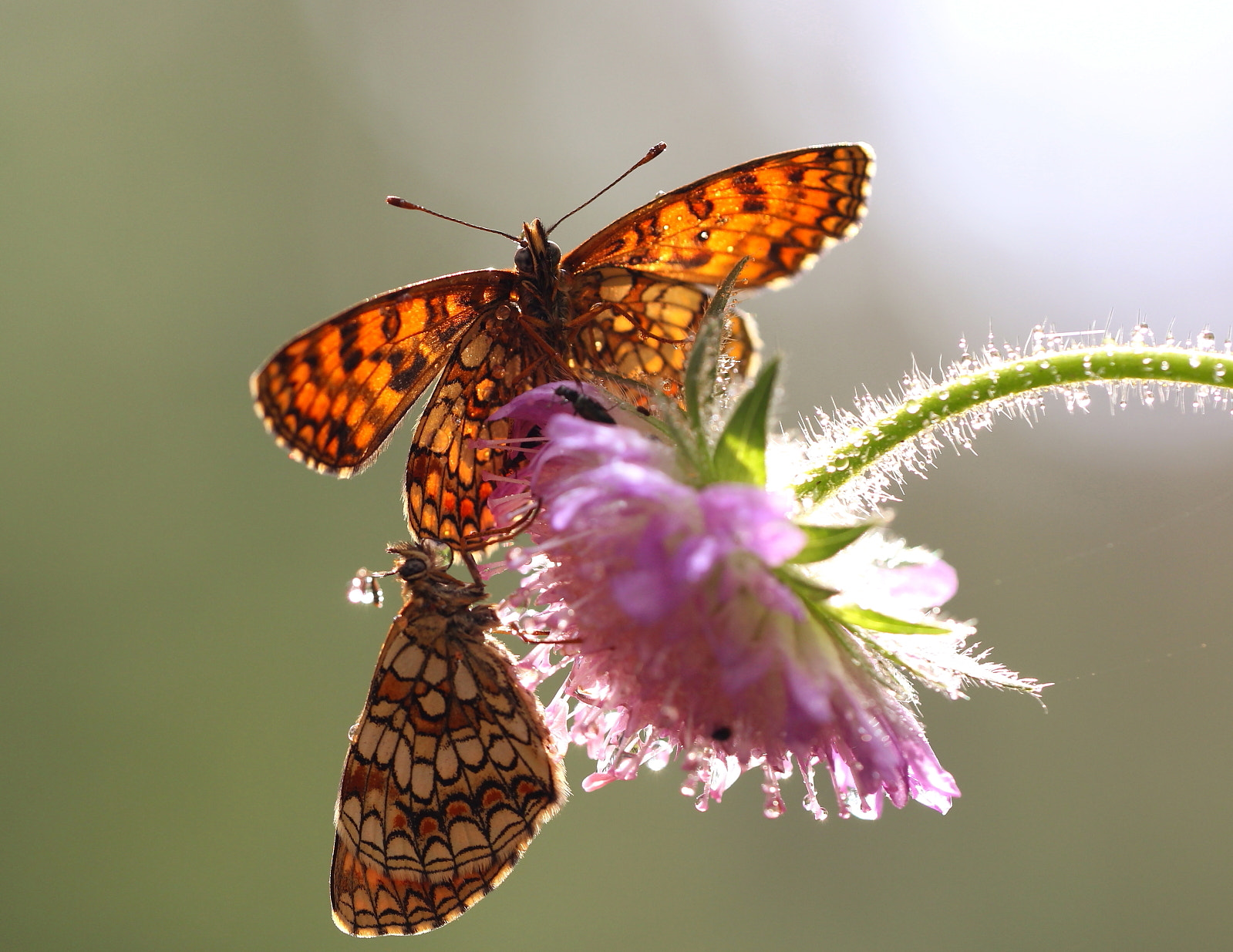 Sigma 150mm f/2.8 EX DG OS HSM APO Macro sample photo. :) photography