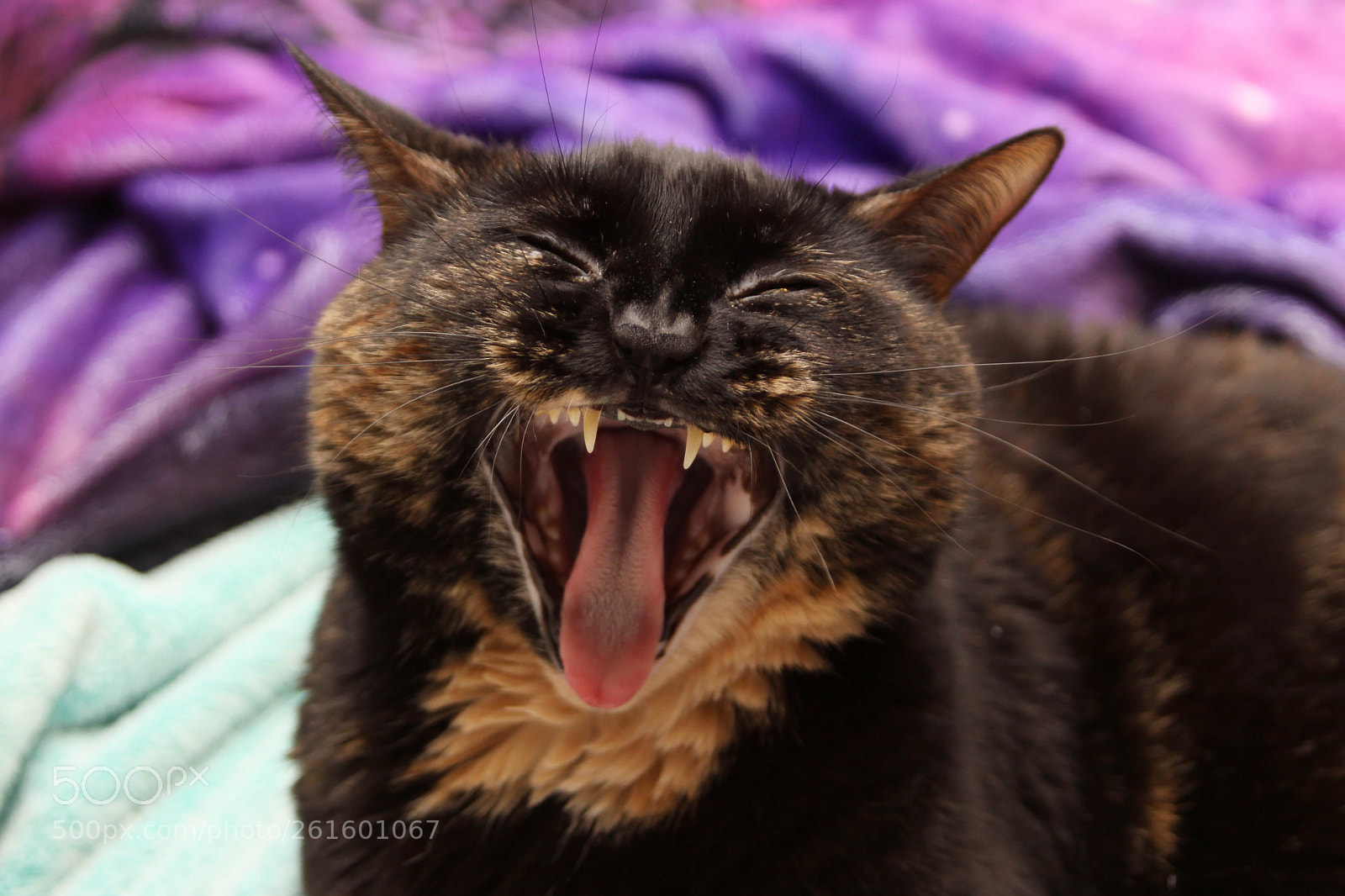 Canon EOS 50D sample photo. Rawr! photography