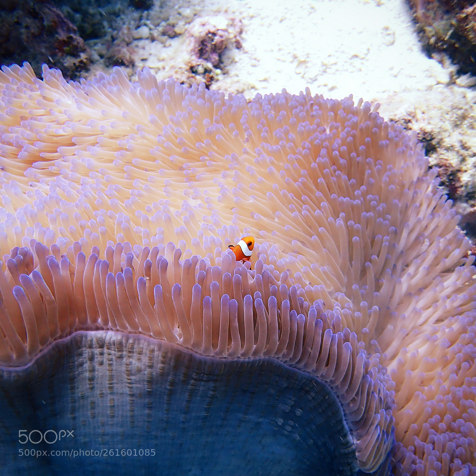 Olympus TG-5 sample photo. Another underwater anemone photo photography