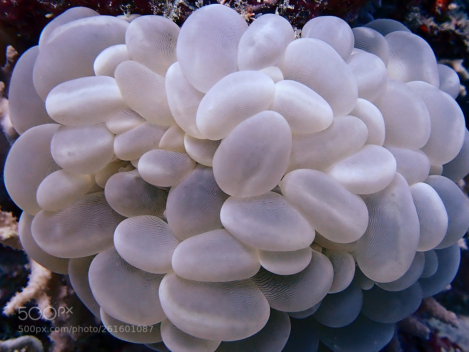 Olympus TG-5 sample photo. Bubble coral photography