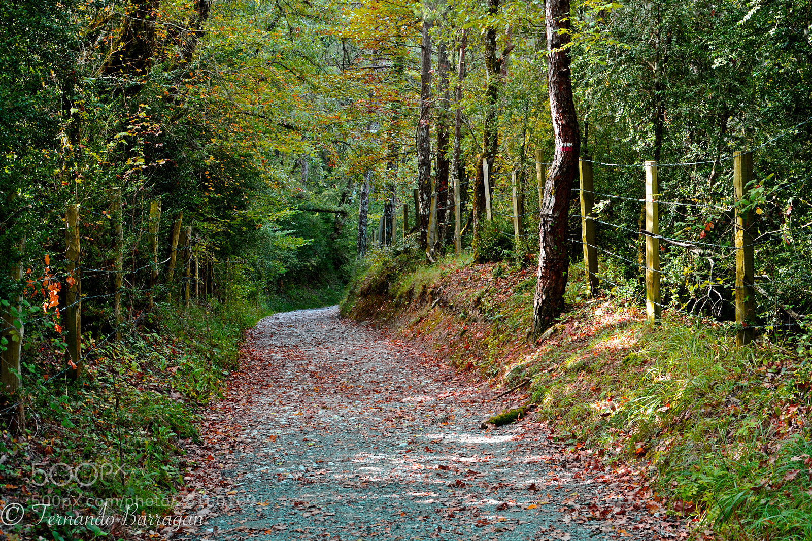 Nikon D7100 sample photo. Camino photography