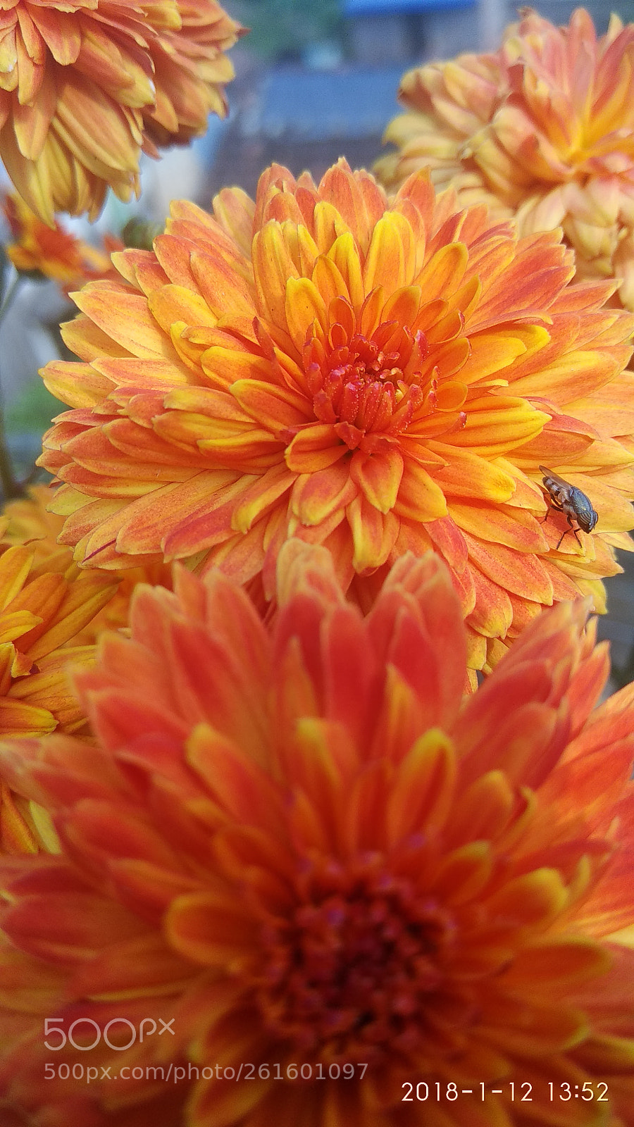 Xiaomi Redmi Note 4 sample photo. Flower photography