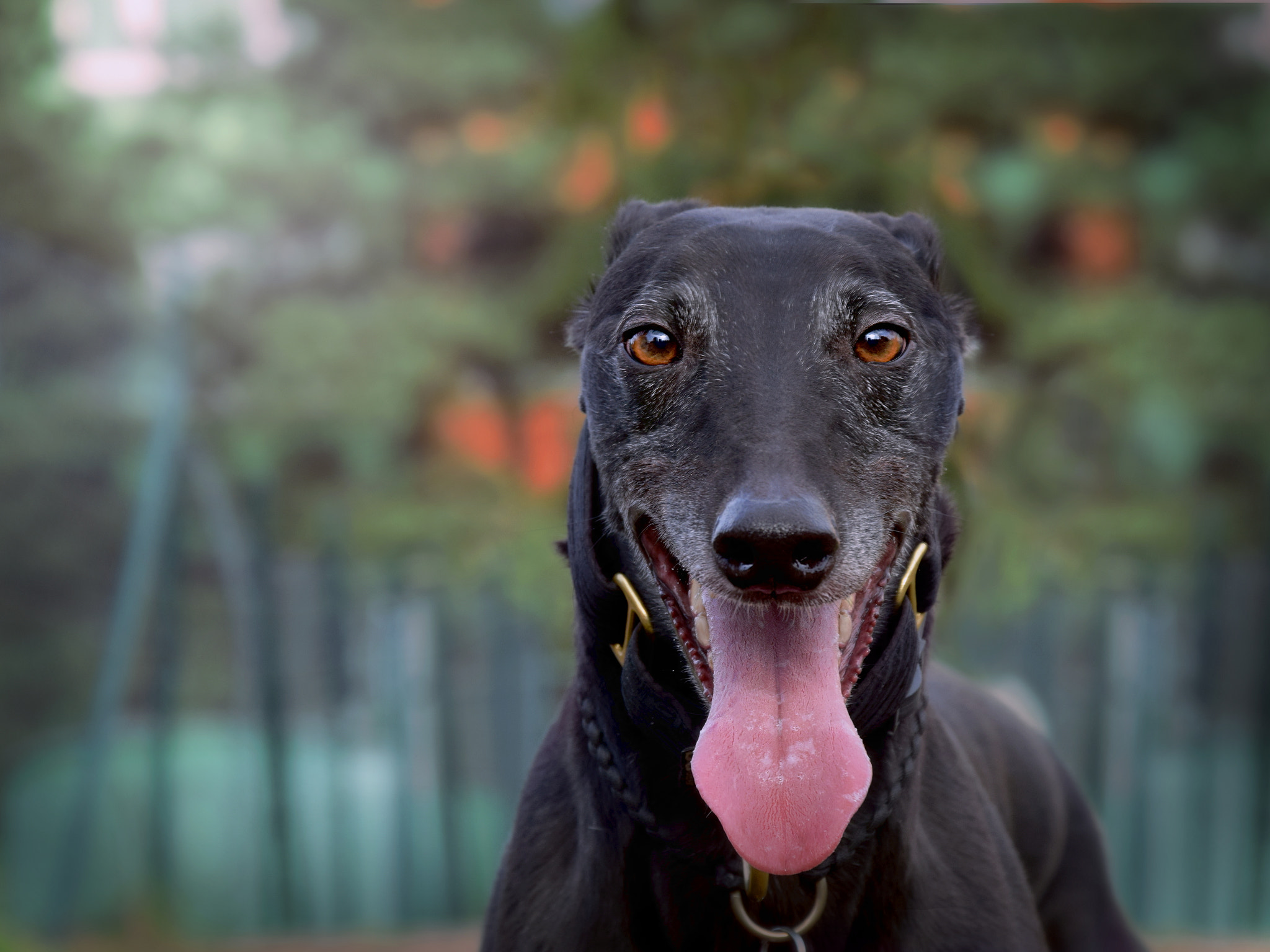 Nikon D3300 sample photo. Happy retired black racing greyhound photography