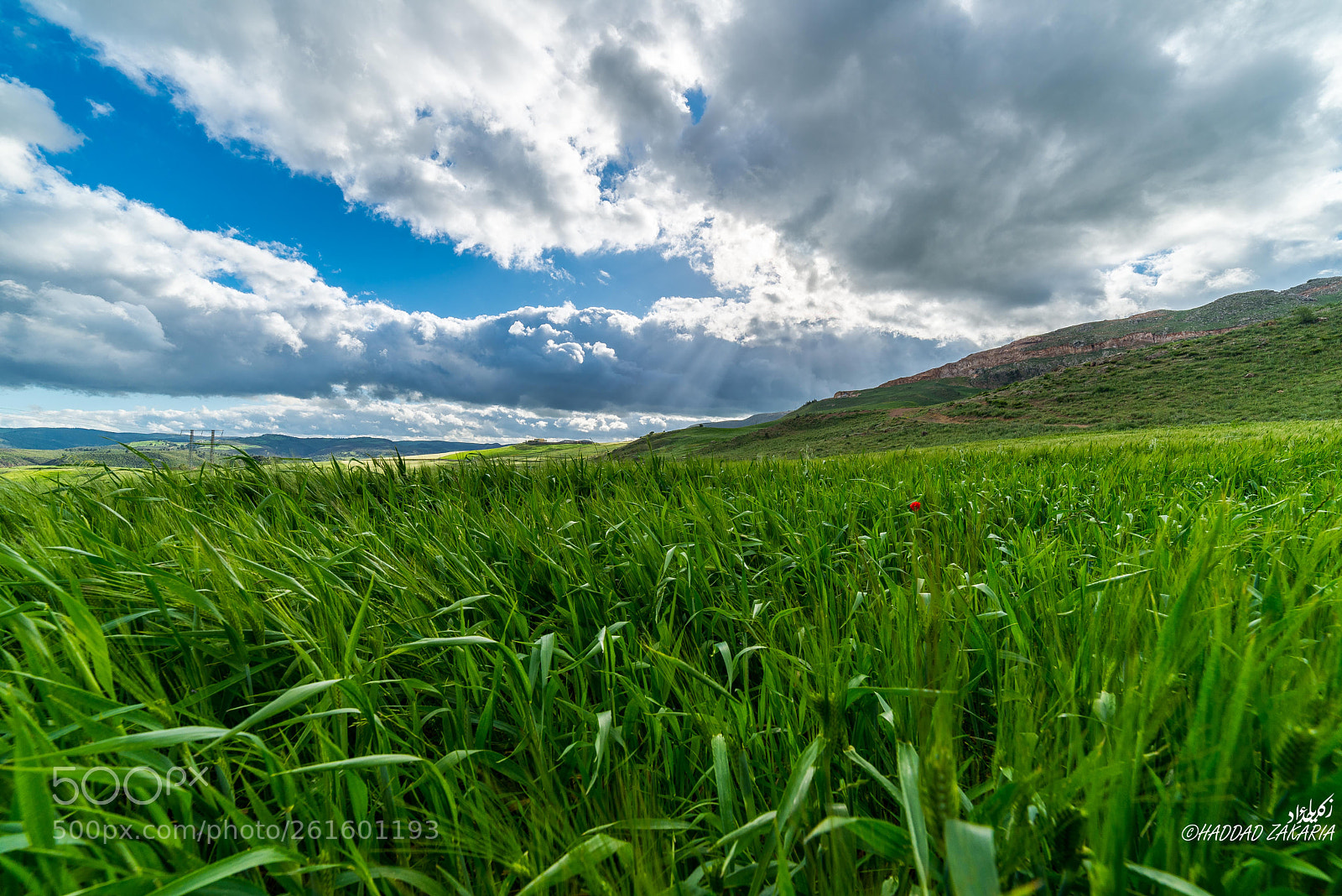 Nikon D610 sample photo. Spring moment photography