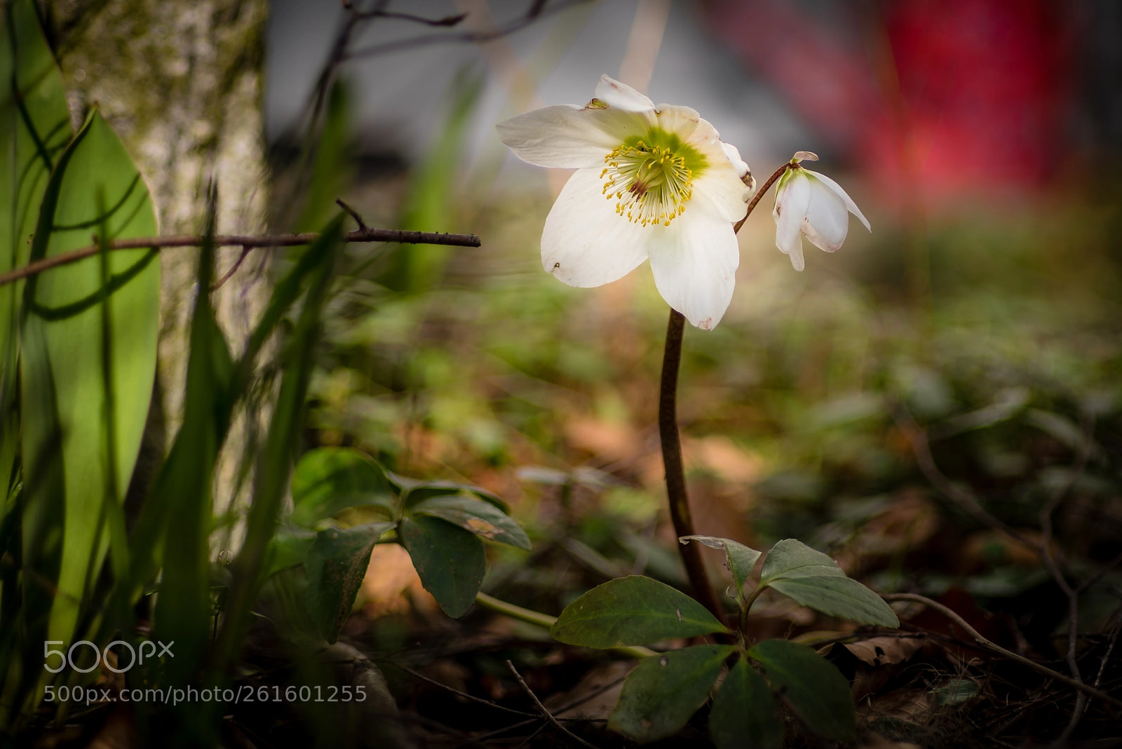 Nikon D750 sample photo. Vorgarten photography