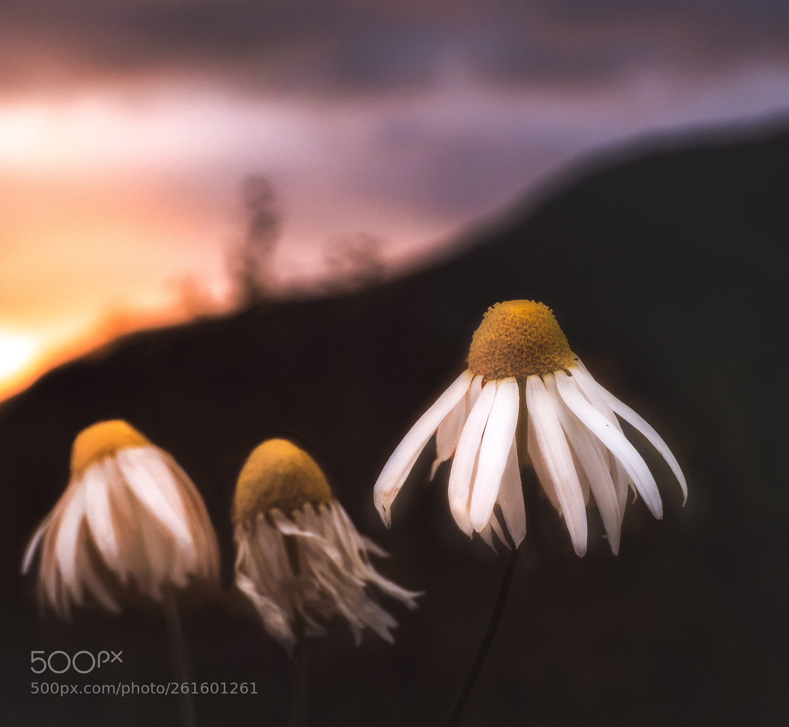 Olympus OM-D E-M1 Mark II sample photo. Moody daisies  photography