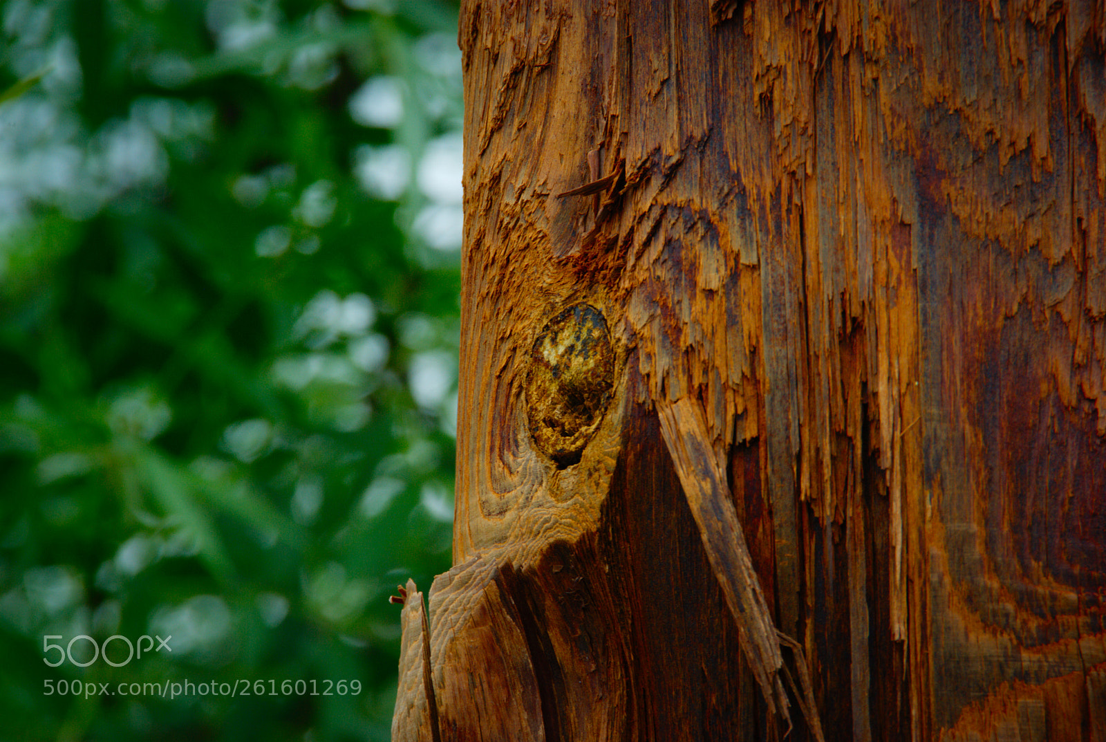 Pentax K10D sample photo. Textures and contrasts... photography