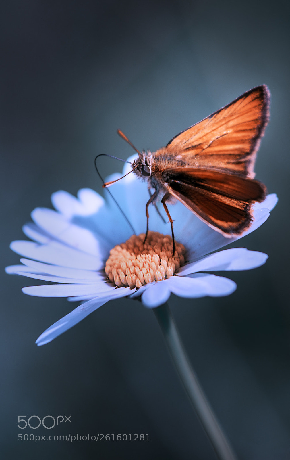 Nikon D610 sample photo. Butterfly photography
