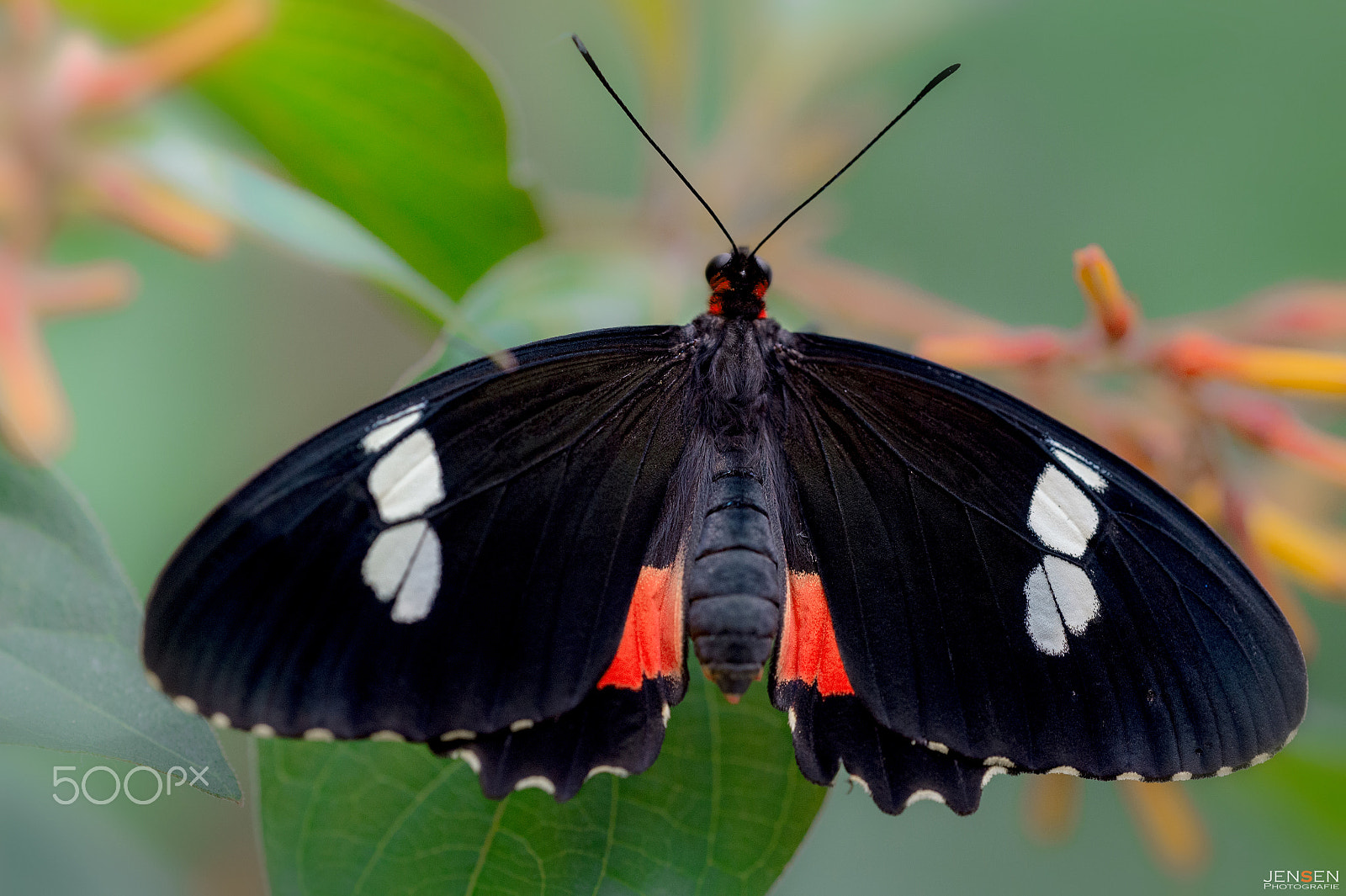 Nikon D4S sample photo. Black beauty photography
