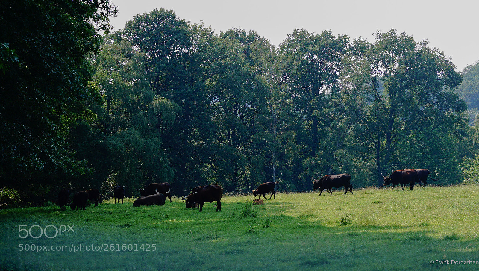 Sony a6000 sample photo. Aurochs photography