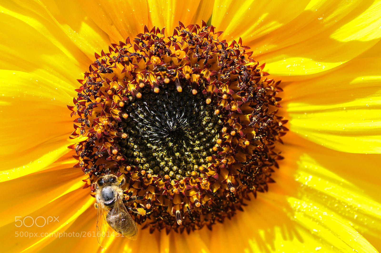 Nikon D300 sample photo. Die blume die sich photography