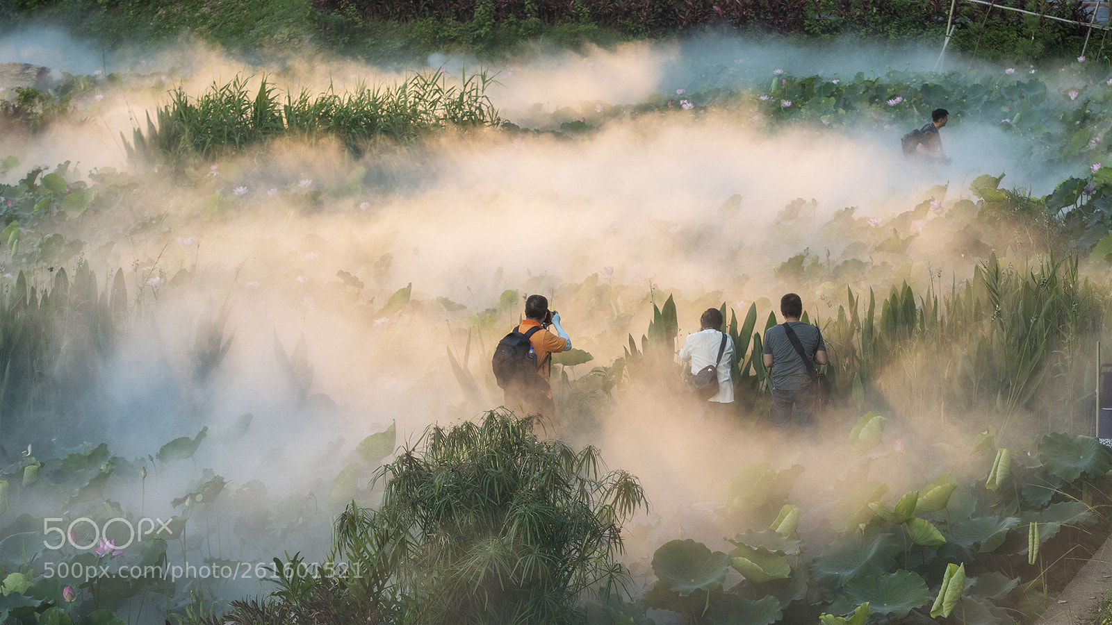 Nikon D850 sample photo. Lotus shooting photography