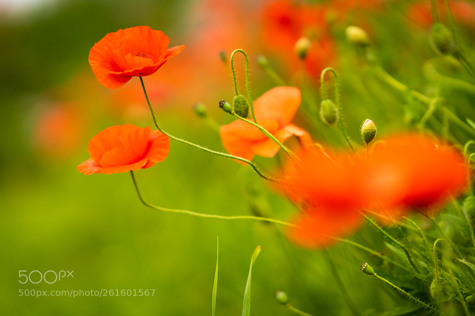Sony a7R III sample photo. Coquelicot " poppy" photography