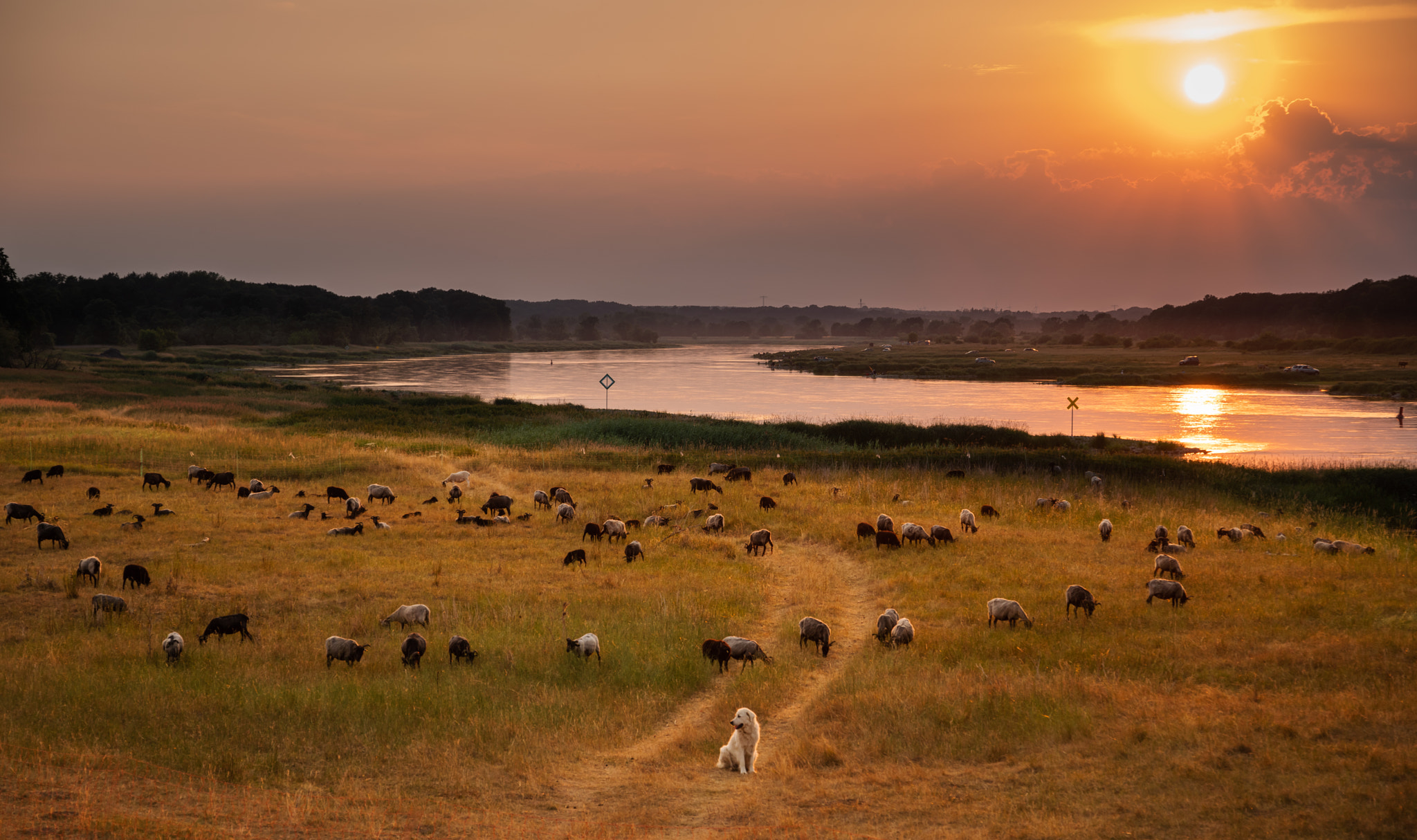 Pentax K-1 sample photo. Guardian of the sheep photography