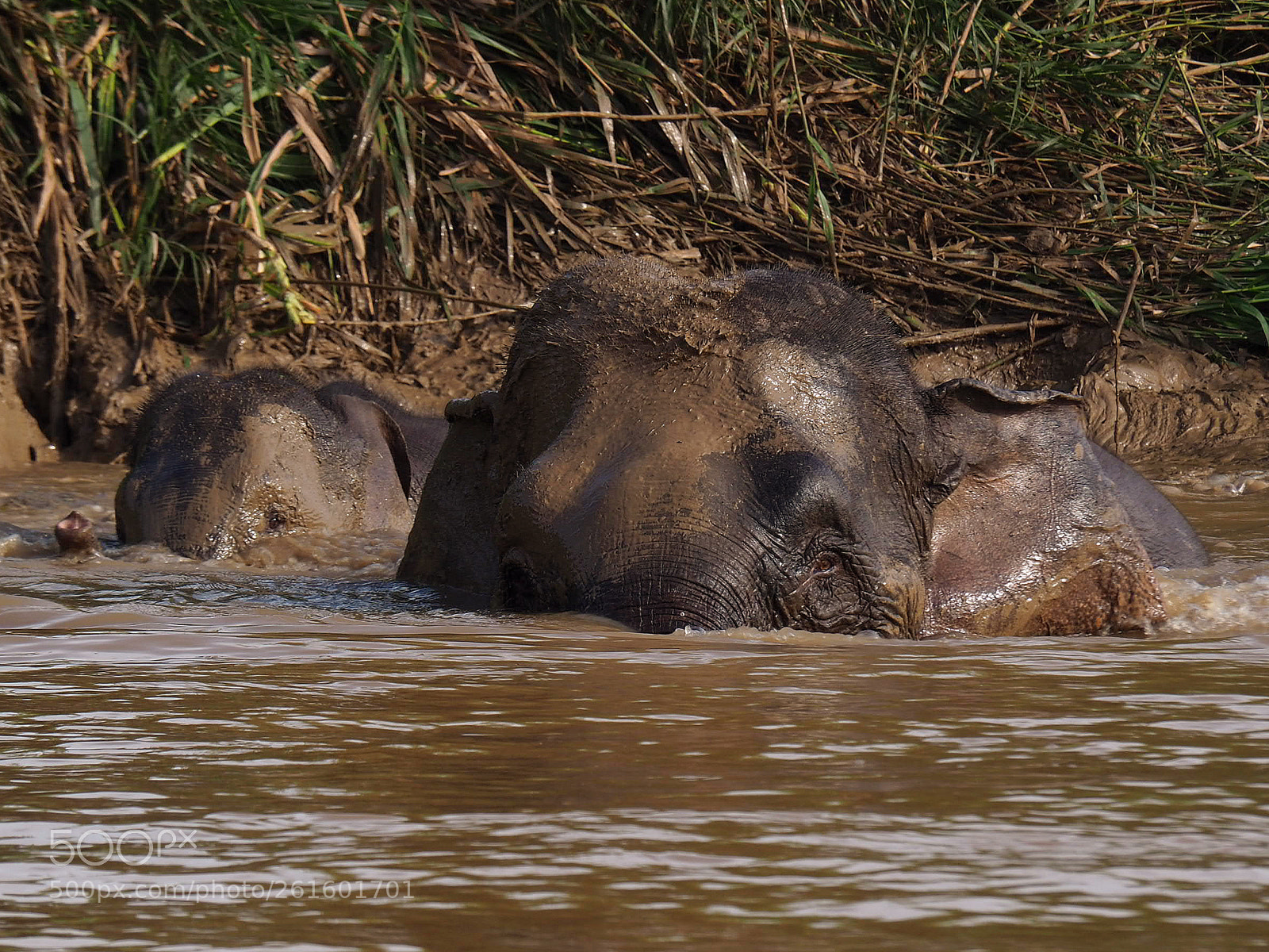 Olympus OM-D E-M10 II sample photo. Mother and calf bathing photography