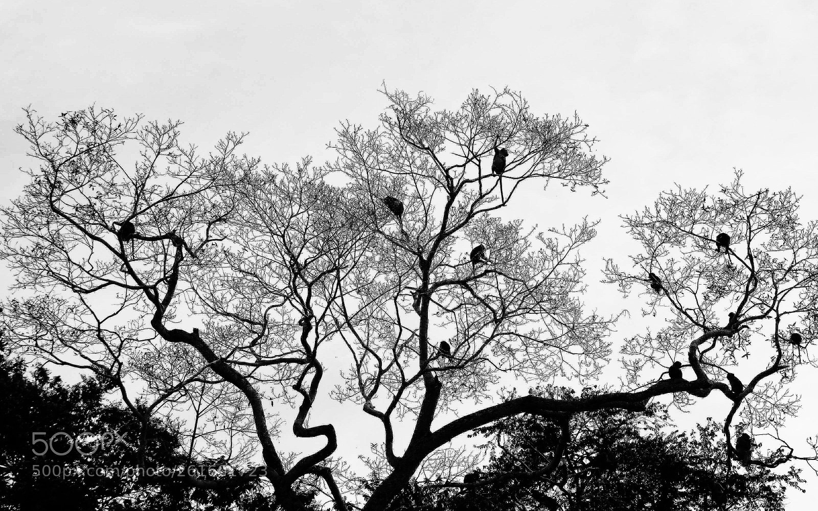 Olympus OM-D E-M10 II sample photo. Monkey tree photography