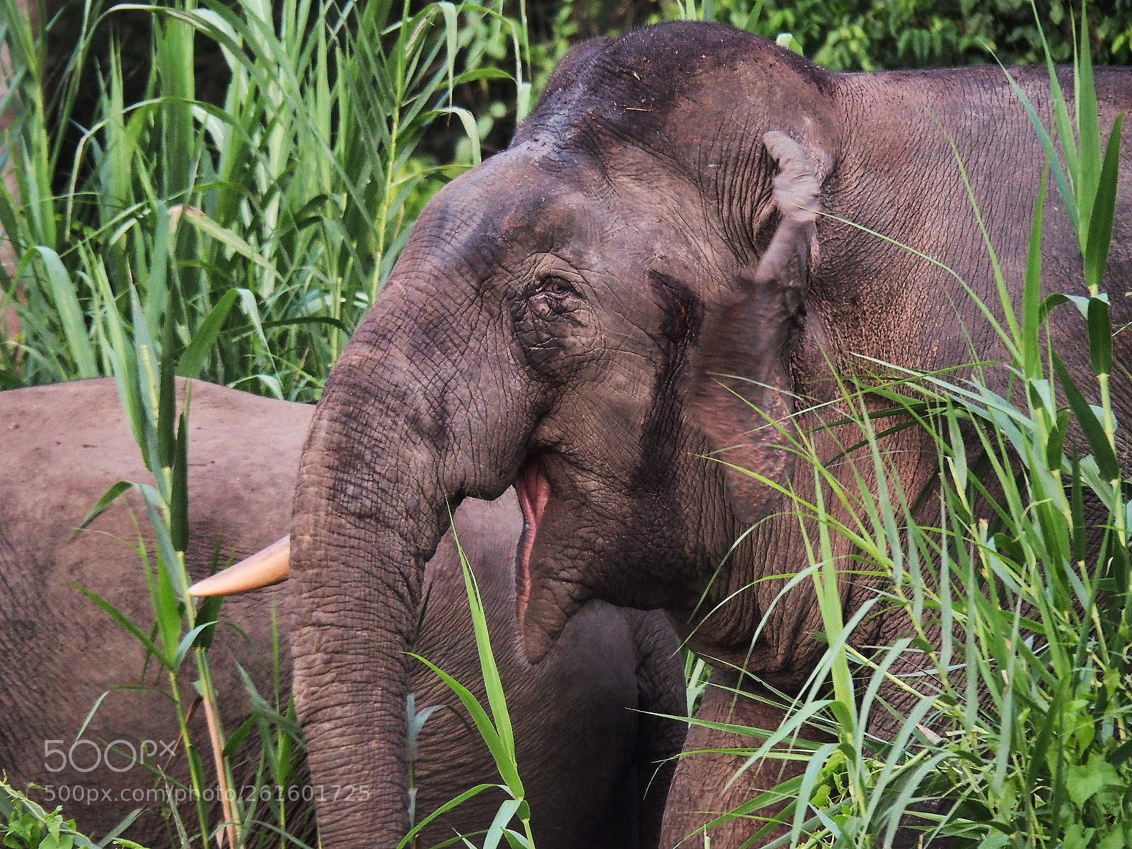 Olympus OM-D E-M10 II sample photo. Happy elephant photography