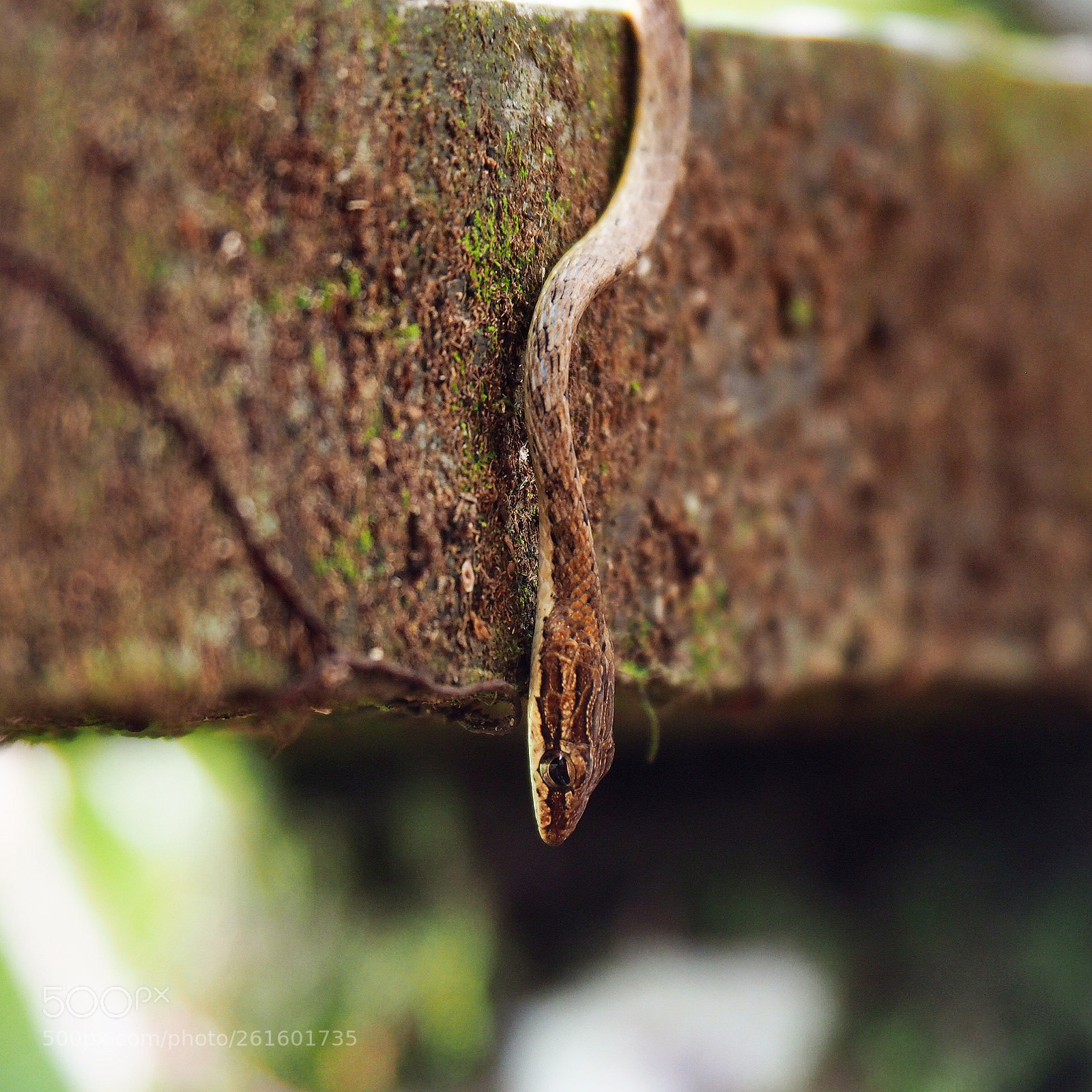 Olympus OM-D E-M10 II sample photo. Tiny snake photography