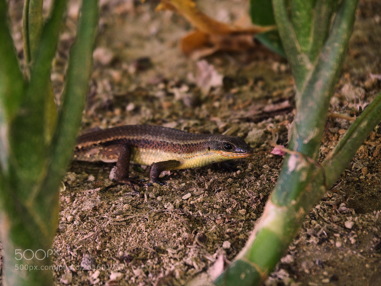 Olympus OM-D E-M10 II sample photo. Little lizard photography