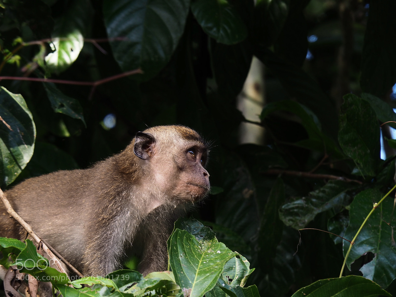 Olympus OM-D E-M10 II sample photo. Monkey monkey photography