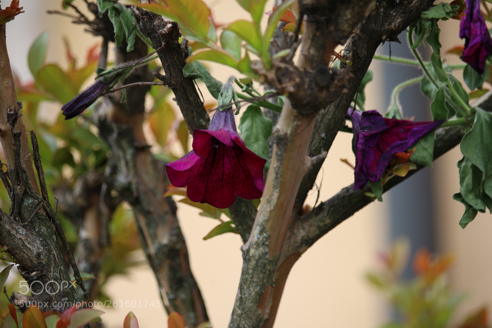 Canon EOS 70D sample photo. Untitled photography