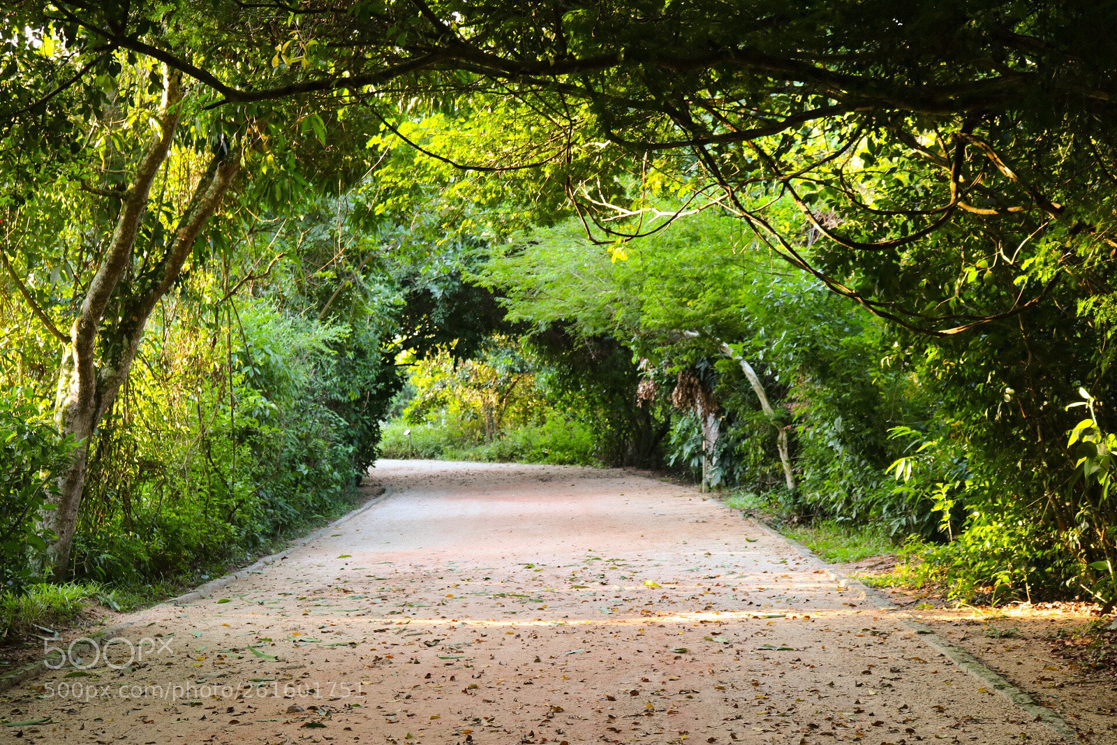 Canon EOS 80D sample photo. Barra da tijuca woods photography