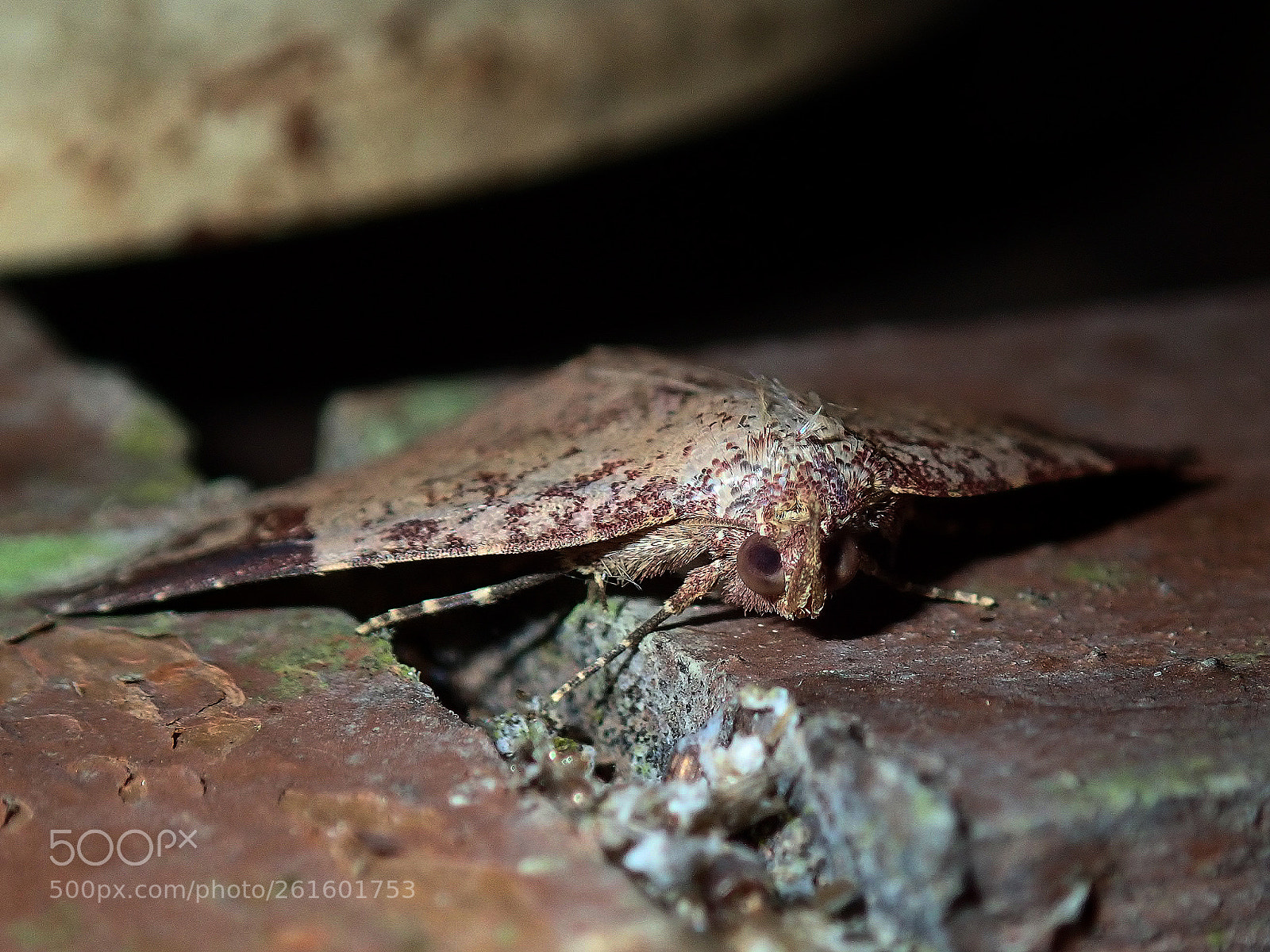 Olympus TG-5 sample photo. Owly moth photography