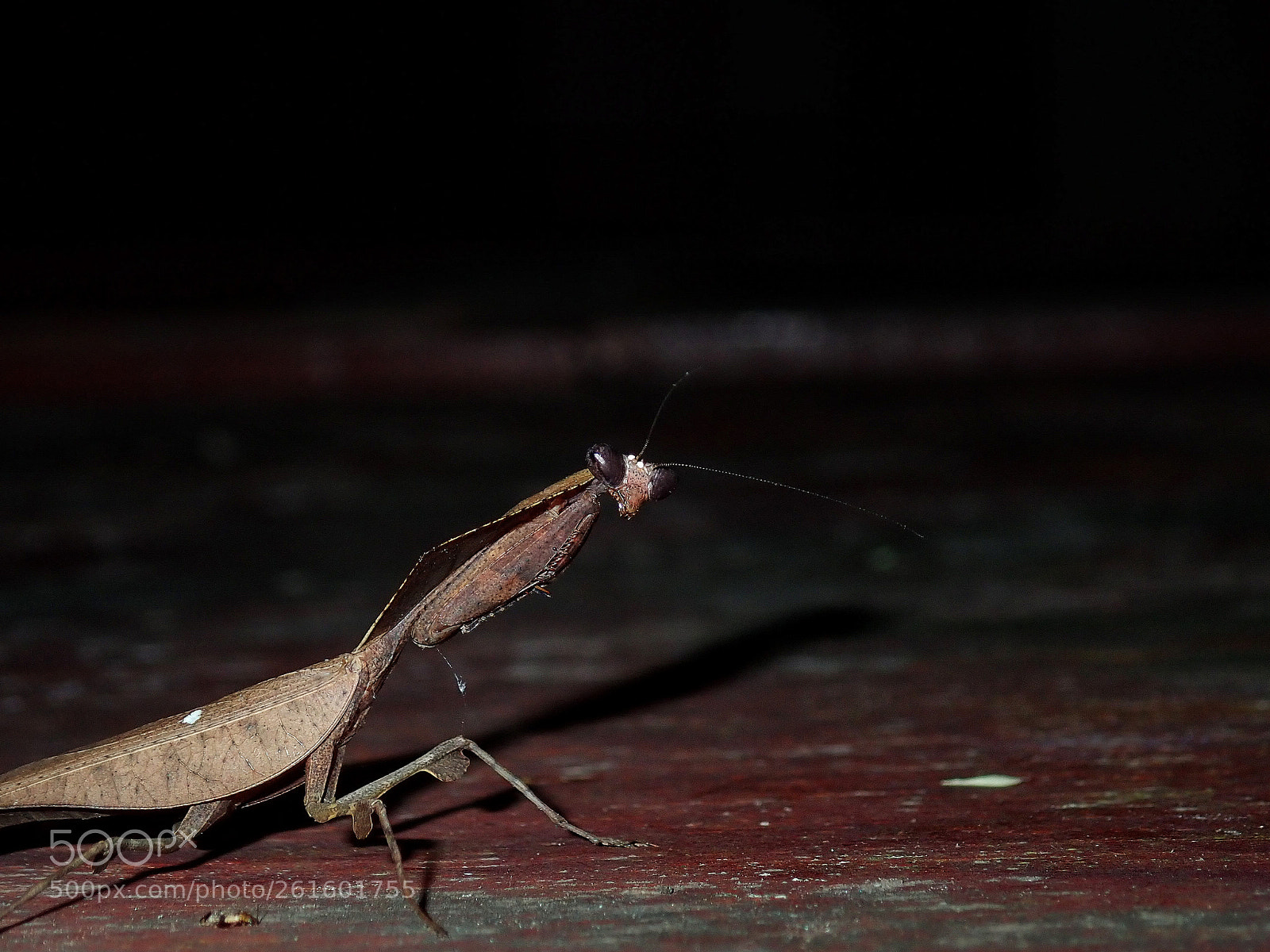 Olympus TG-5 sample photo. Leafy mantis photography