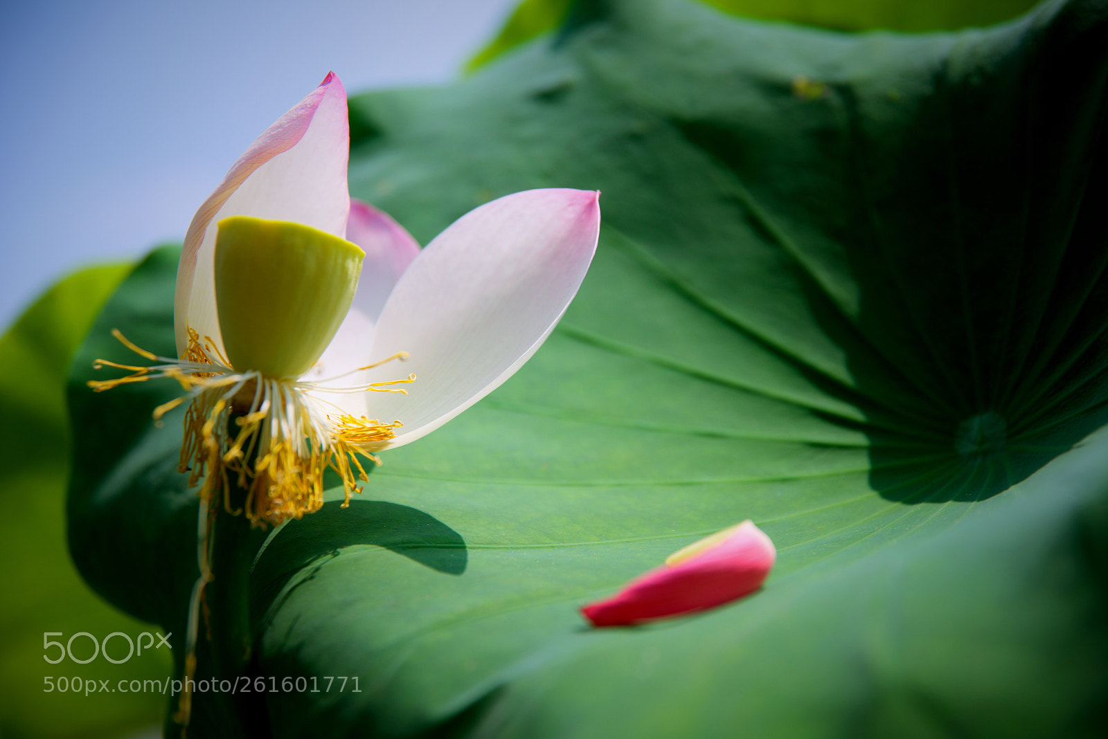 Nikon D810 sample photo. 风吹残花 photography