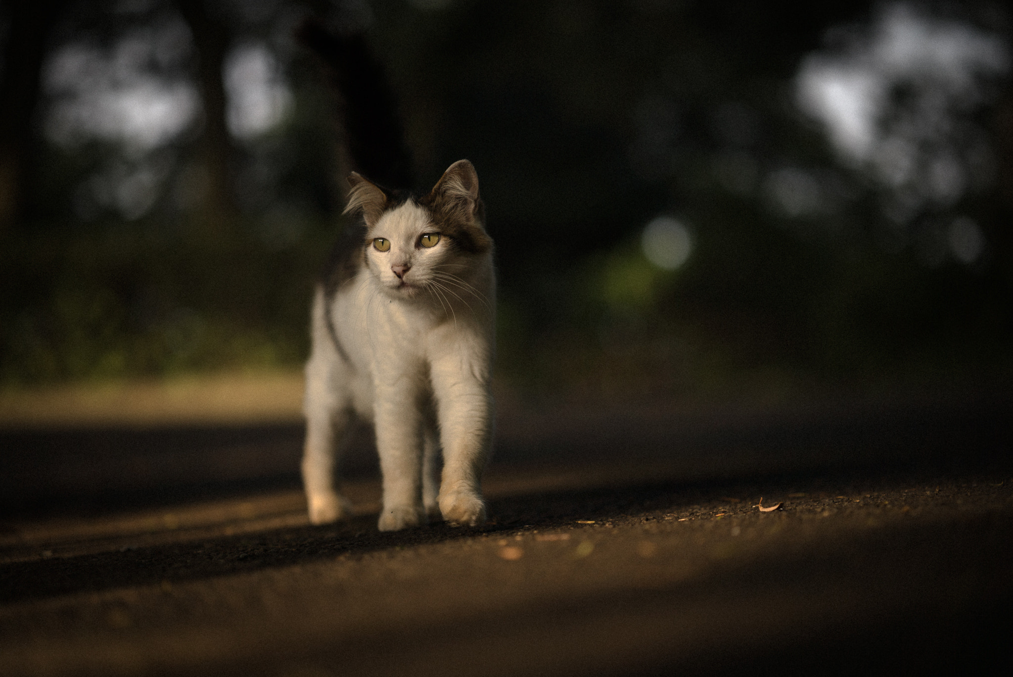 Sony a7S II sample photo. Sunrise photography